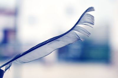 Close-up of feather