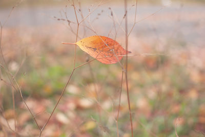 Close-up of dry autumn leaf on tree