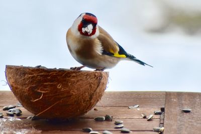 Close-up of bird perching on wooden table