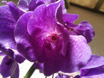 Close-up of iris blooming outdoors