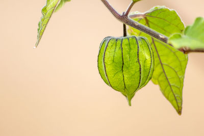 Close-up of plant against white background