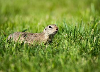 Gopher resting on grassy field