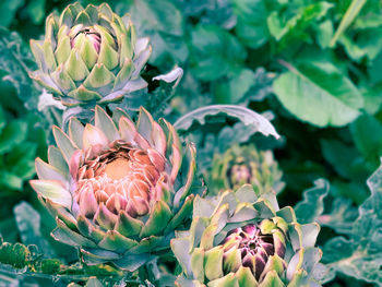 Close-up of flowering plant