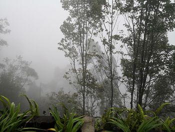 Trees in forest against sky