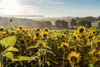 View of yellow flowers growing in field