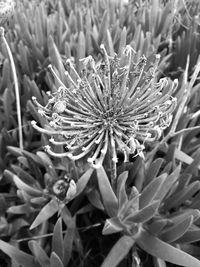 Close-up of flower