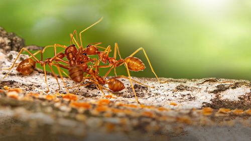 Fire ant on branch in nature ,selection focus only on some points in the image.