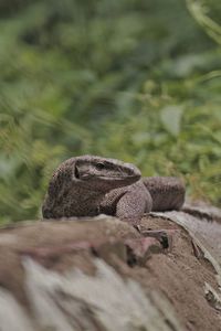 Close-up of lizard on wood