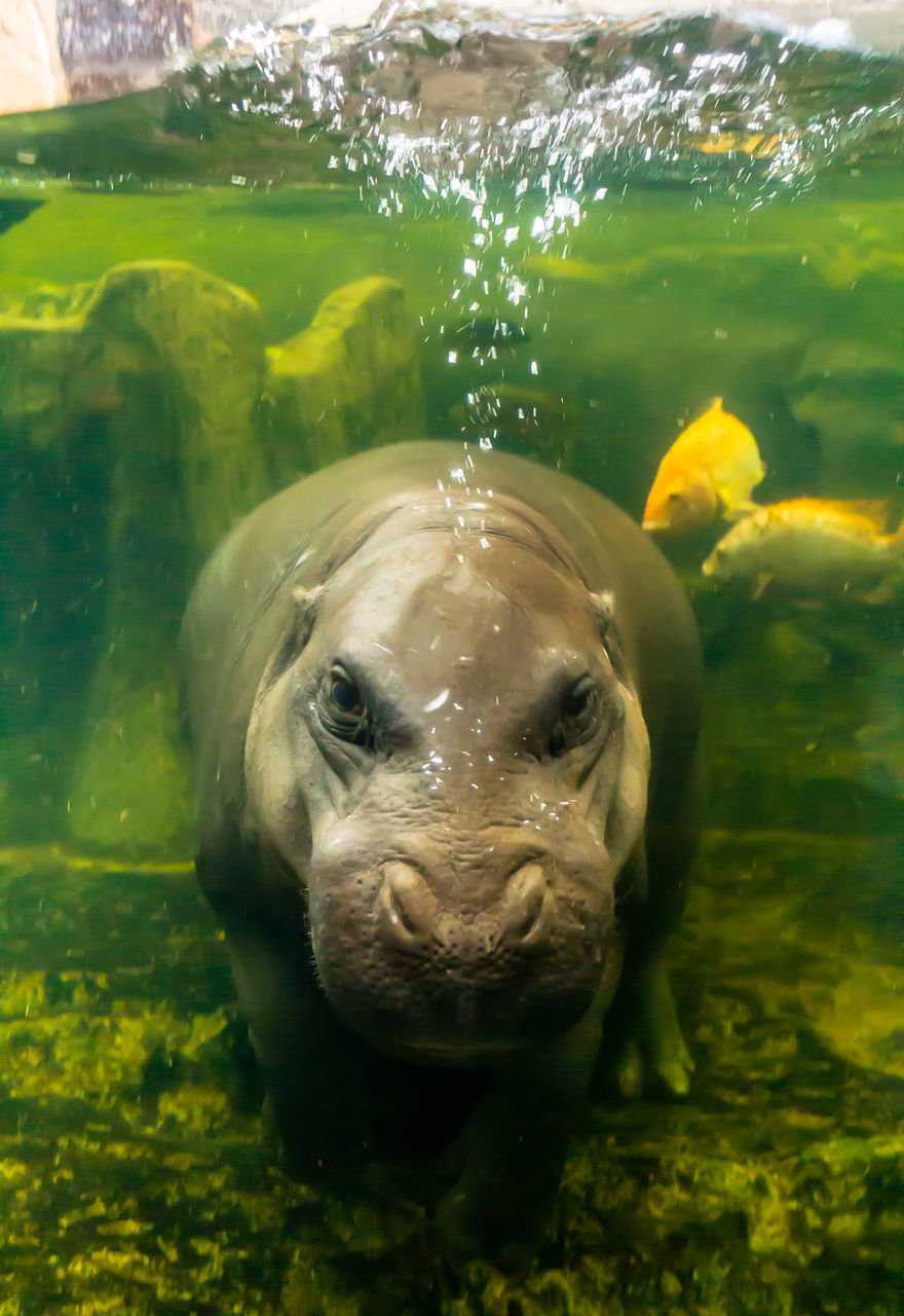 CLOSE-UP PORTRAIT OF A TURTLE IN SEA