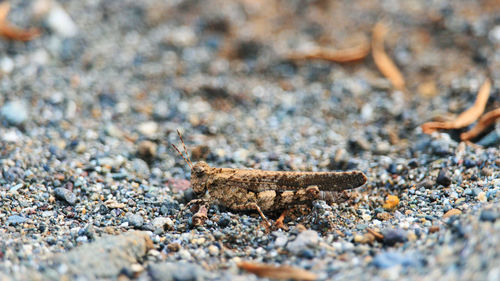 Close-up of lizard on rock