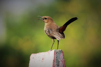 Close-up of bird perching on white background