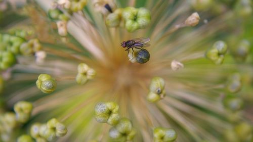 Close-up of housefly on flower buds