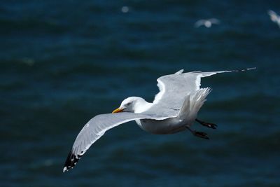 Seagull flying over a water