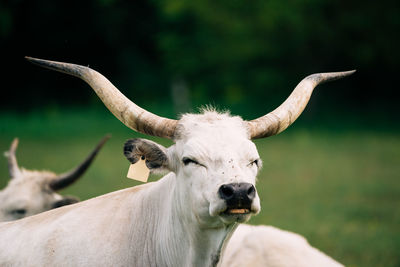 Close-up of a horse on field