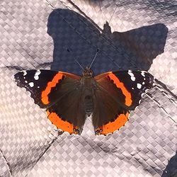 Close-up of butterfly on leaf