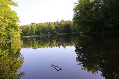 Birds flying over calm lake