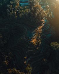 High angle view of river amidst trees