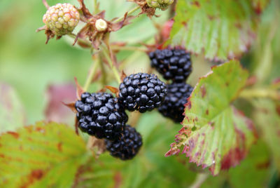 Close-up of blackberries growing on plant