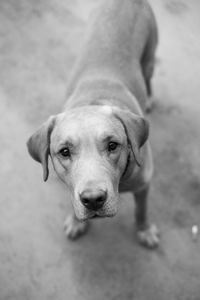 Close-up portrait of dog