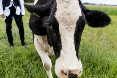 Cow standing in a field