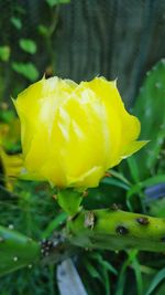 Close-up of yellow flower blooming outdoors