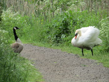 Swan on grass by water