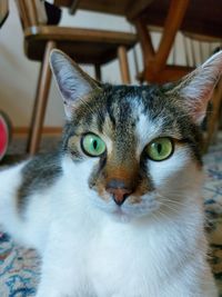 Close-up portrait of a cat