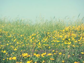 Yellow flowers growing in field