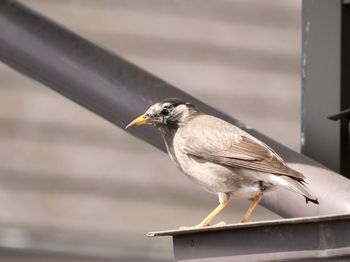 bird