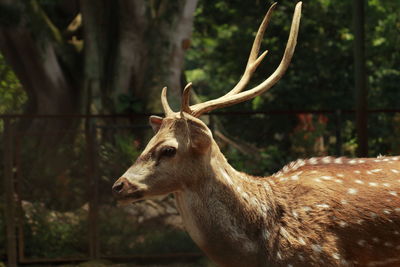 Close-up of deer on land