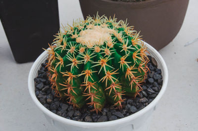 High angle view of potted cactus plant in pot