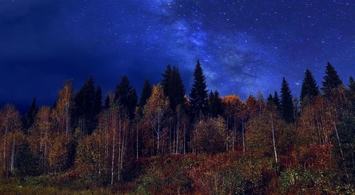 Trees in forest against sky at night