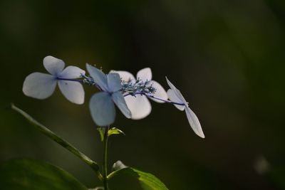 Close-up of white flowers