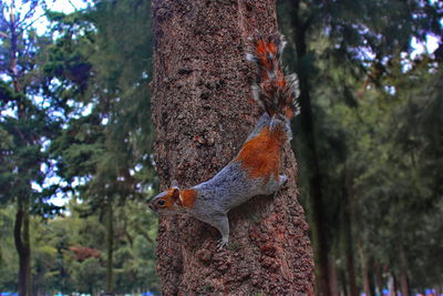 Low angle view of squirrel on tree trunk