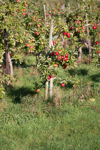 Red flower plants