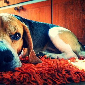 Close-up portrait of dog relaxing