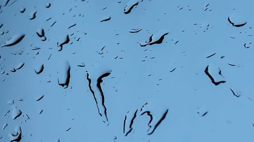 Flock of birds flying against blue sky