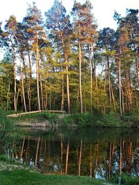 Reflection of trees in lake