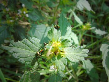 Close-up of insect on plant