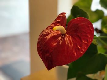 Close-up of flower against blurred background