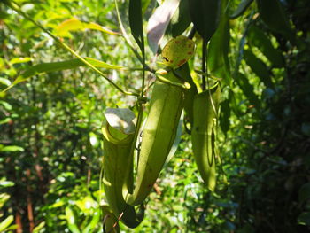 Close-up of insect on plant