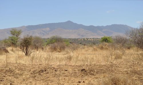 Scenic view of field against clear sky