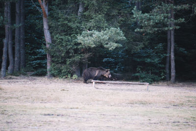 Horse in forest