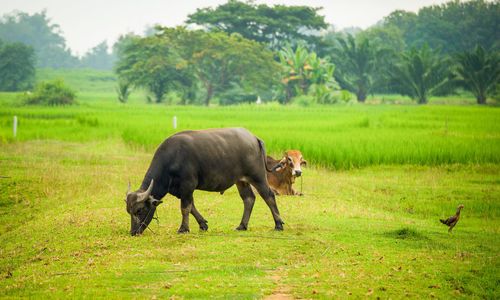 View of a horse on field