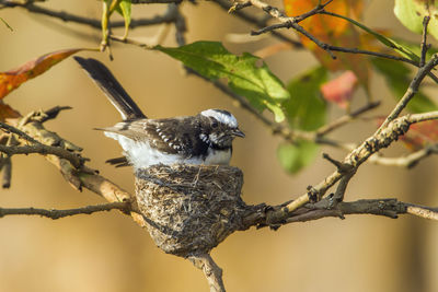 Close-up of bird perching on branch