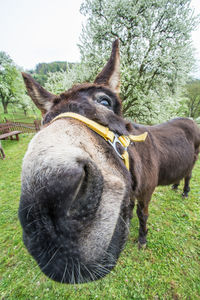 Close-up of horse on field