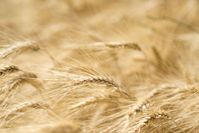 Close-up of wheat field