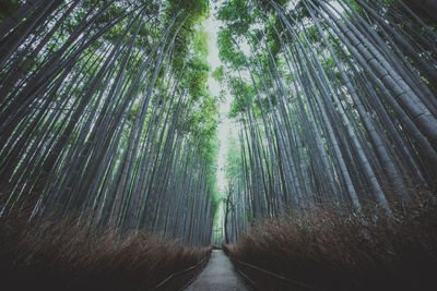 Panoramic view of bamboo trees in forest