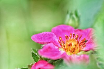 Close-up of pink flower blooming outdoors