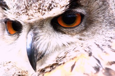 Close-up of animal eye